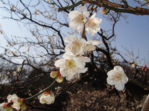 Ngắm Ume- Hoa mơ Nhật Bản